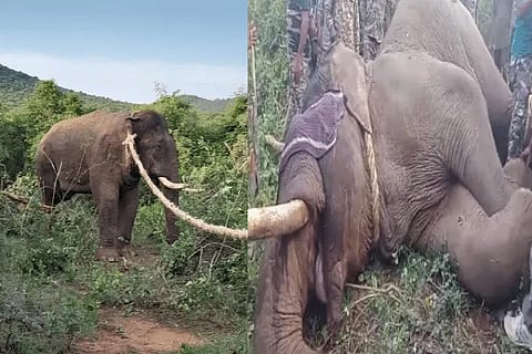 elephant Caught