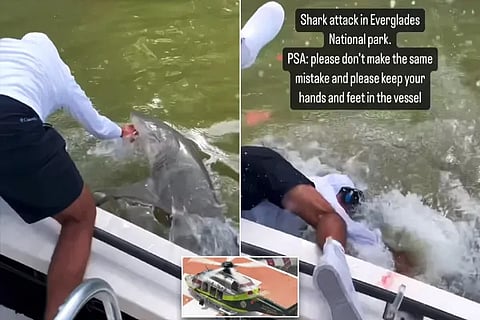 Shark Attack
