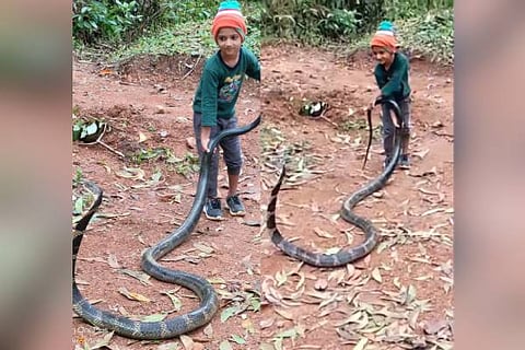 Snake