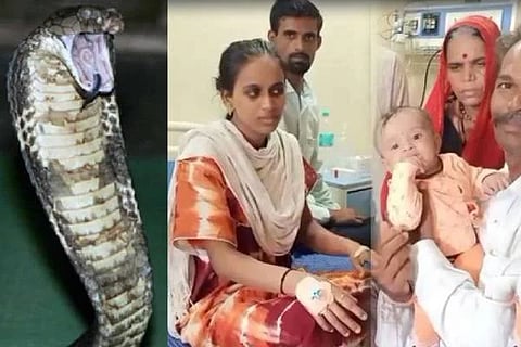 Snake