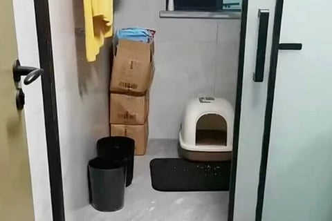 Spot the Cat 1