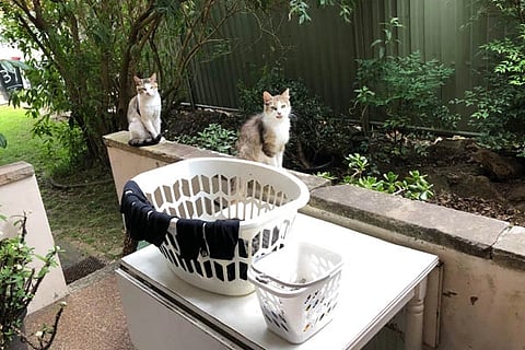 Spot the Cat 1