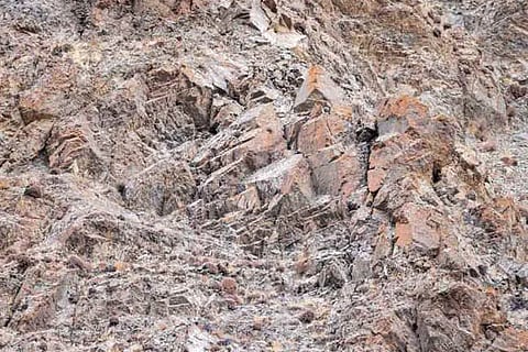 Spot the Snow leopard
