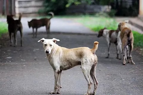Stray Dogs