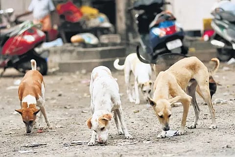 Street dogs