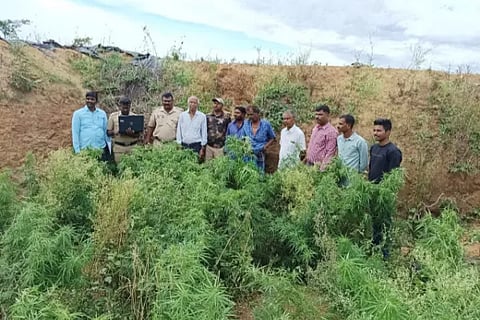 The accused was arrested with 25 Hemp plants weighing 20 kg inside the agricultural pit