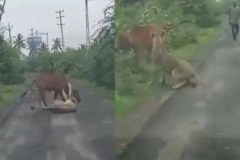 Tiger Cow