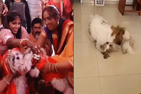 Two Dogs