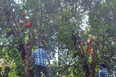Udupi Shree