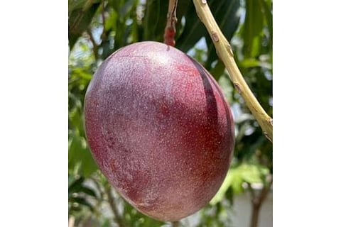 miyazaki mango