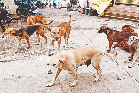 dog attack