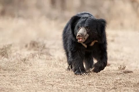 Wild Bear