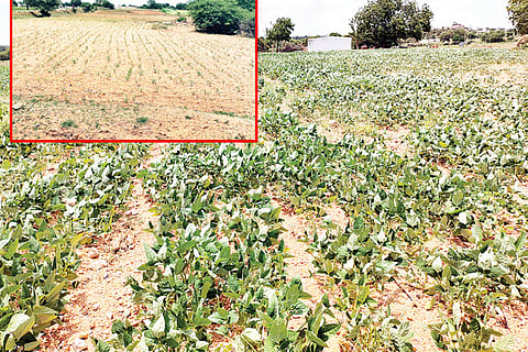 Yalaburga Rain Shortage Crop Damage