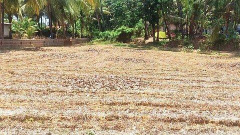 agriculture