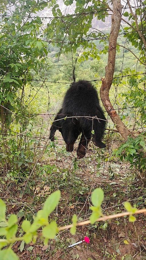 bear