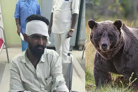 bear attack