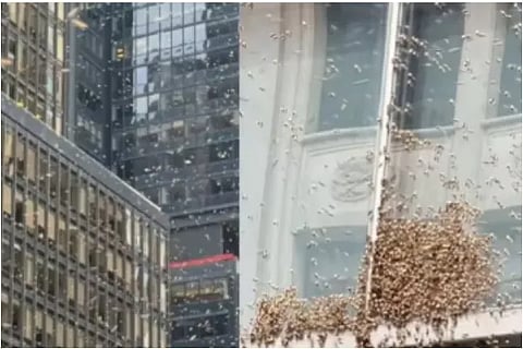 beepocalypse
