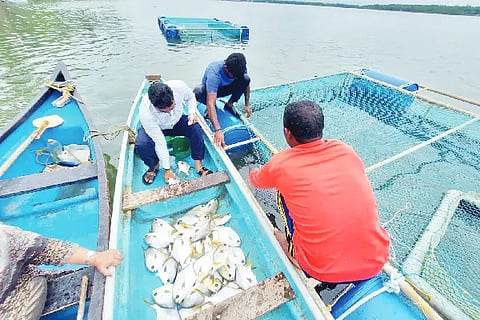 cage fish farming