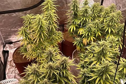 cannabis