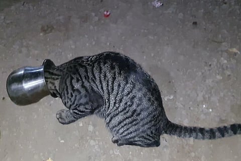 cat in steel pot