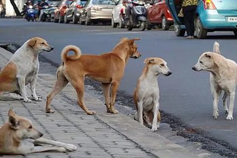 dog