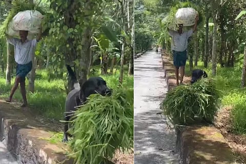 dog viral news