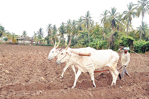 farmer ploughing