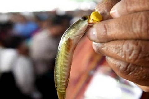 fish
