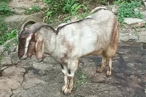 goat