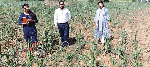 hnp agri