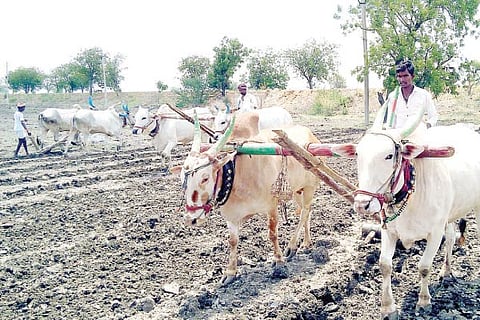 raichur krushi Activity