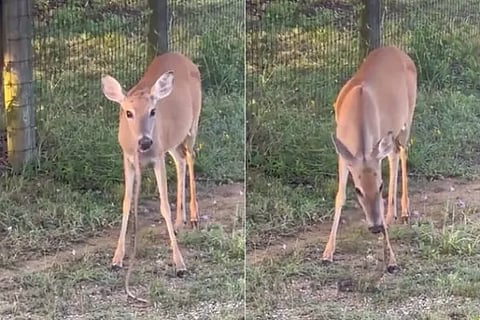 snake eating deer