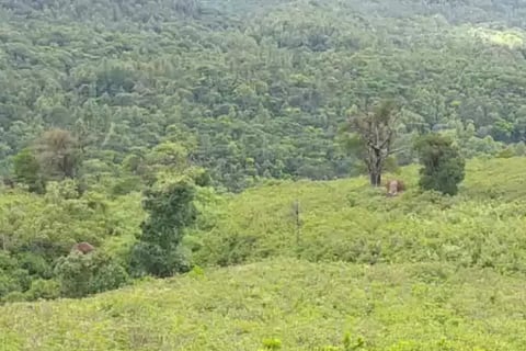 spot-the-elephant