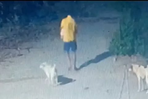 stray dog