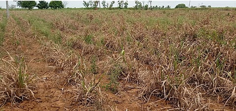 sugar cane