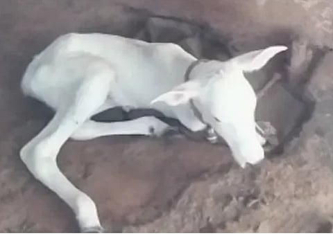 calf