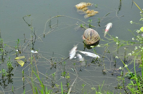ಕೆಮಿಕಲ್ ನೀರು ಕೆರೆಗೆ: ಮೀನುಗಳ ಸಾವು