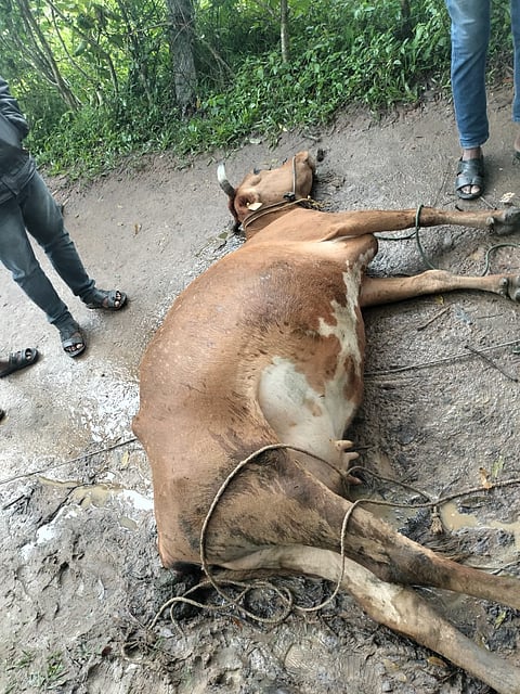 ವಿದ್ಯುತ್ ತಂತಿ ತಗುಲಿ ಹಸು ಸಾವು: ರೈತ ಪಾರು
