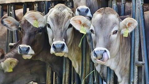 ಜಾನುವಾರಗಳ ಸಾಗಣೆ: ಓರ್ವನ ಬಂಧನ, ಮೂವರು ಪರಾರಿ
