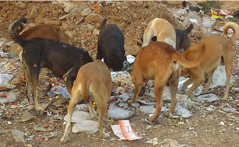 21CBPDOGS