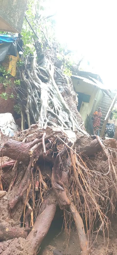 23 kmt - tree uprooted