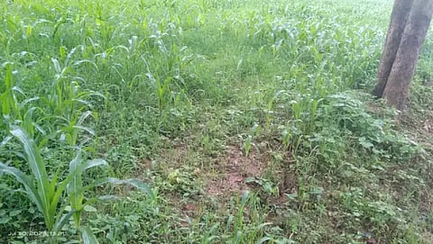 30 skp krushi