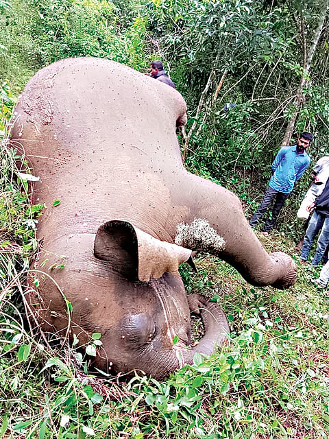 ಕಾಡಾನೆ ಸಾವು