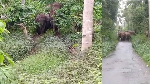 ಜಿಲ್ಲೆಯಲ್ಲಿ ಮುಂದುವರಿದ ಕಾಡಾನೆಗಳ ದಾಂಧಲೆ