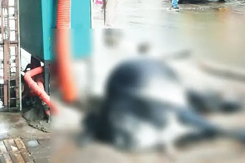 7hbl-cow death