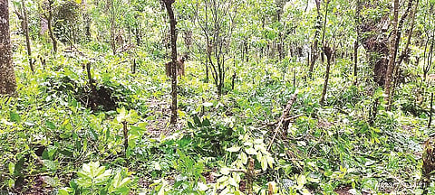 8spt2