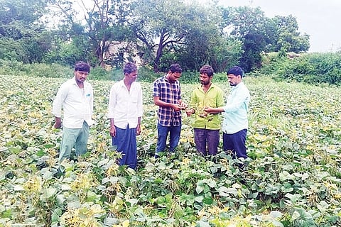 Aaduru Crop Seeing