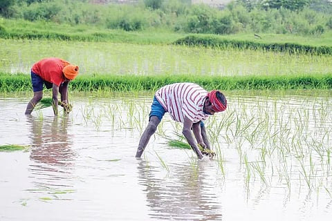 Agriculture (1)