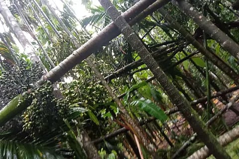 Arecanut Plantation Damaged due to tree fall.