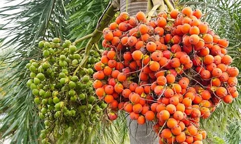 Arecanut